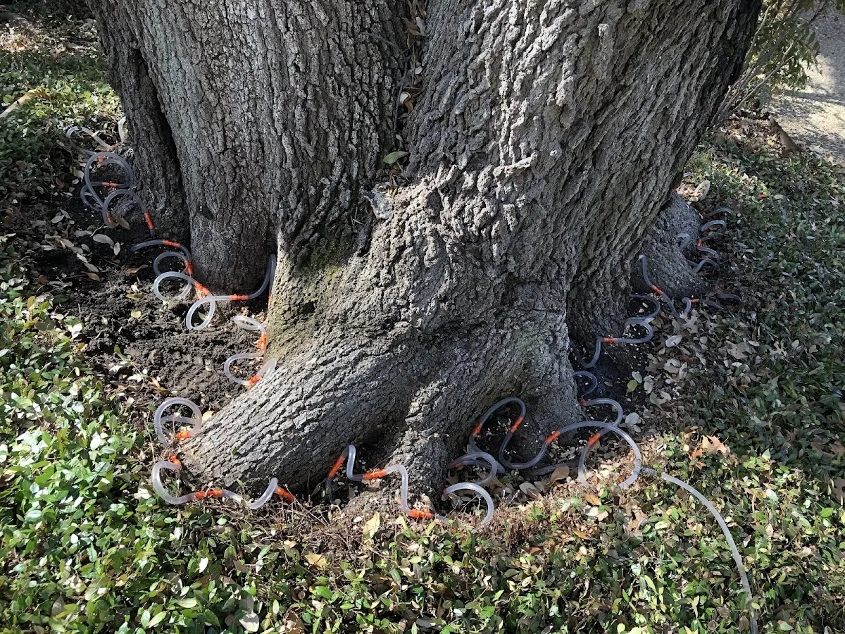 Detailed Tree Cabling and Bracing job site in Trumbauersville