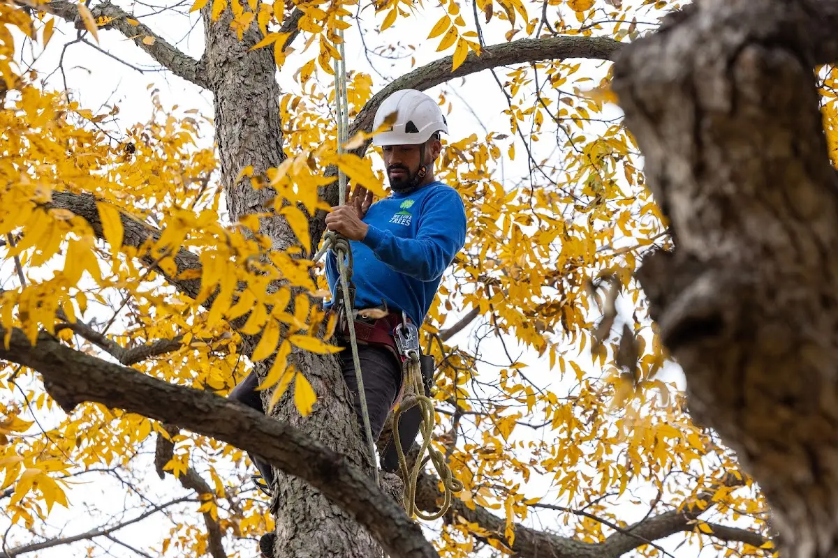 Skilled Tree Pruning crew working in Trumbauersville